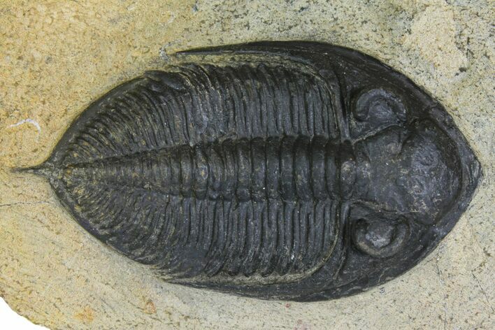 Bargain, Zlichovaspis Trilobite - Atchana, Morocco #137276